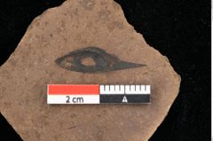 Foto (Detailansicht) von Pinus laricio Poiret (NHMW-GEO-2024-0188-0233)